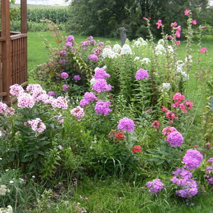 Цветя флокс в дизайна на градината