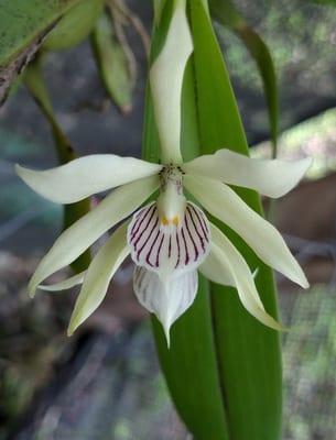 Термофилни видове орхидеи