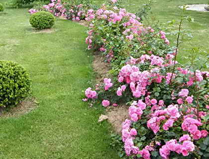 Как да направите жива ограда от рози
