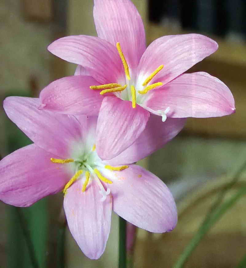 Зефирантес, цветок-выскочка 