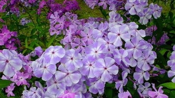 Вредители флокс и борбата с тях (със снимка)