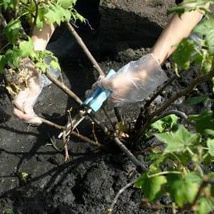 Калина: как да засади, да се грижи и подстригване на храсти