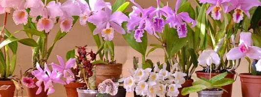 Поливане и пръскане на орхидеи в домашни условия