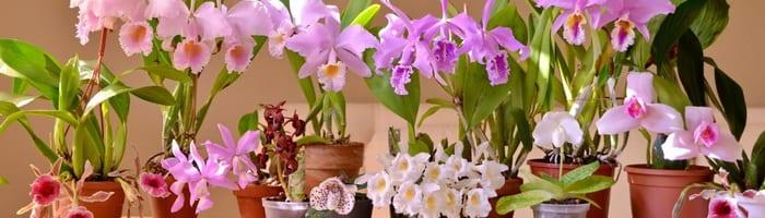 Поливане и пръскане на орхидеи в домашни условия