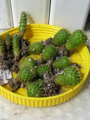 Отглеждане на кактуси от семена в домашни условия