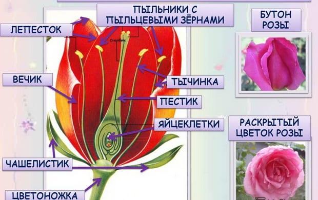 Класификация на рози и структурата на трендафил
