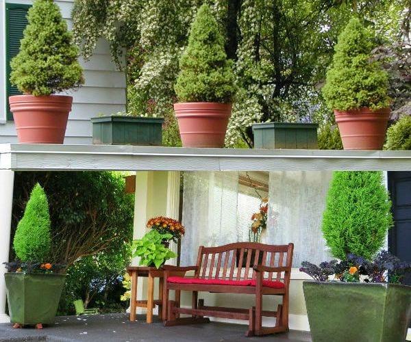 Стаен кипарис – модерно домашно растение