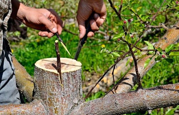 Присаждане на овощни дървета: методи и правила