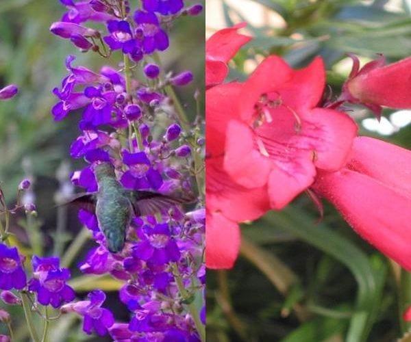 Цвете за пенстемон градина (със снимки)