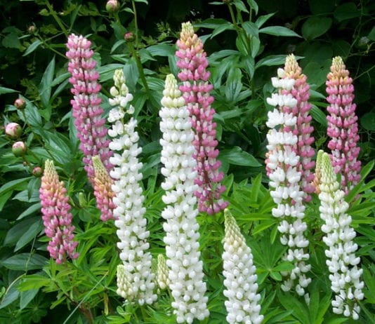 Характеристики на отглеждане на зелено торене в страната