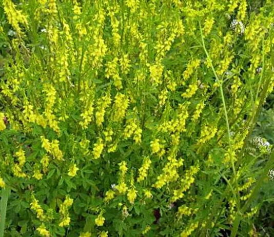 Детелина, като сидерат, кога да се сее и косите