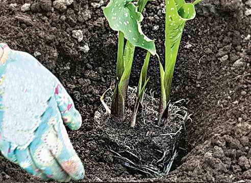 Как посадить каллы в саду, заготовка луковиц на зиму 