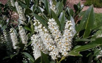 Лавър officinalis — древесное растение, което за предпочитане е да се засаждат през пролетта