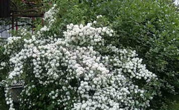 Кацане макет оранжево и грижи за него