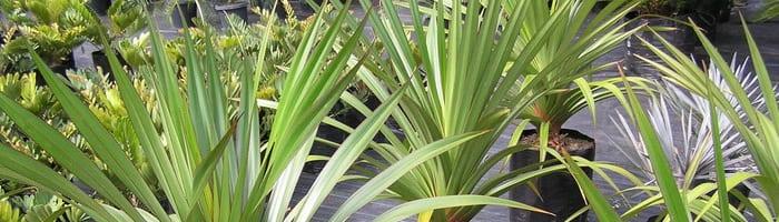 Стайни растения с дълги листа (описания, заглавия и снимки)