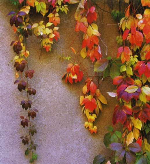 Композиции в градината от цветове хортензия метельчатой