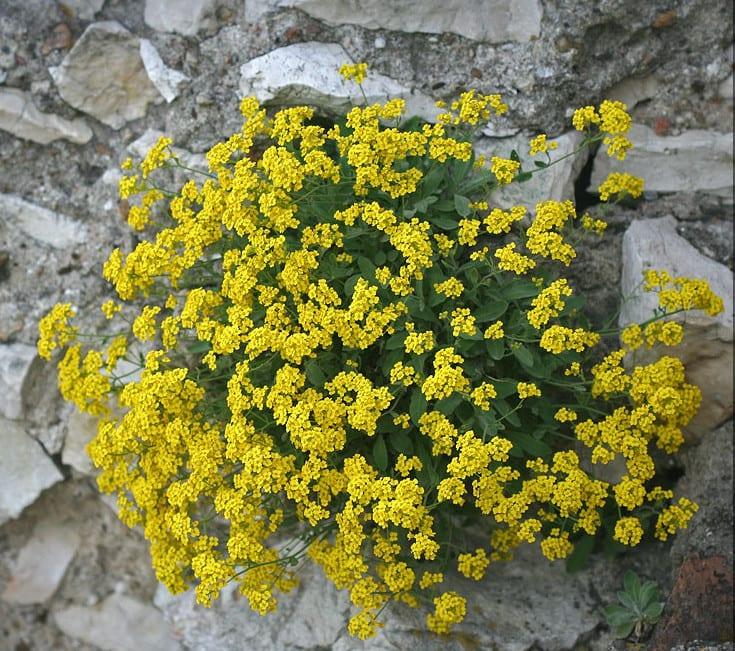Ауриния скалната — растение, цъфтящо през пролетта