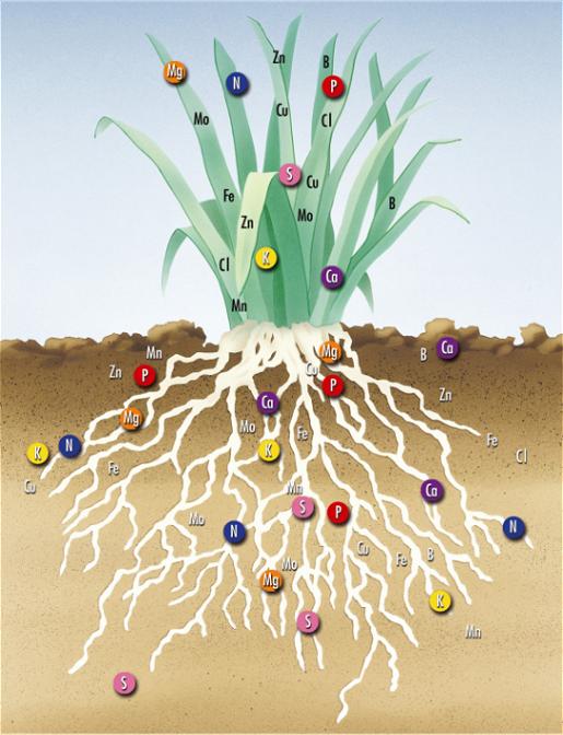 Характеристики на влияние на торове на овощни дървета