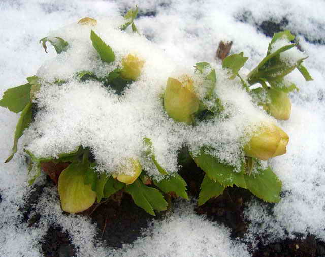 Выращивание морозника семенами 