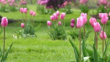 Болести и неприятели лалета: описание и мерки за борба