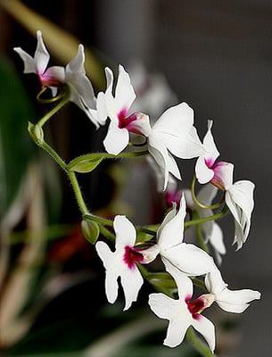 Orchid cumbria: описание на видове и условия на отглеждане