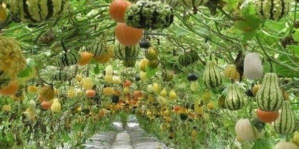 Декоративна тиква — изборът на сортове (със снимка) и отглеждане от семена