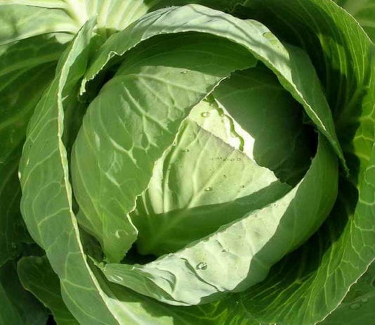 Начини за съхранение на зеле за зимата