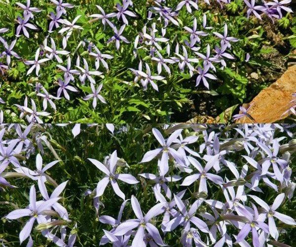 Индивидуалният лаурентия – доброто звезди в градината и двора