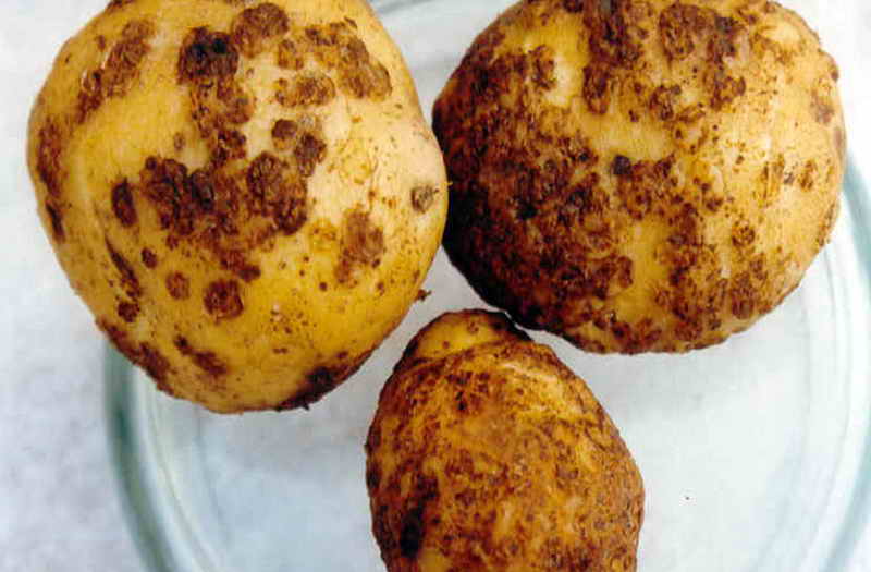 Основните заболявания картофи и причините за неговото увреждане на снимката