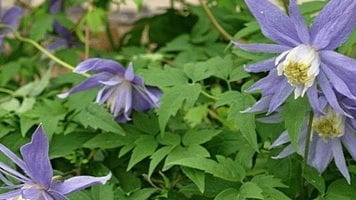 Княжики: най-популярните видове и сортове