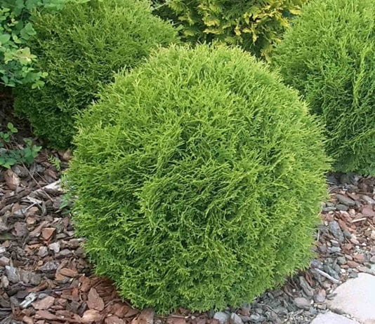 Грижа за туей: от поливане до зимата подслон