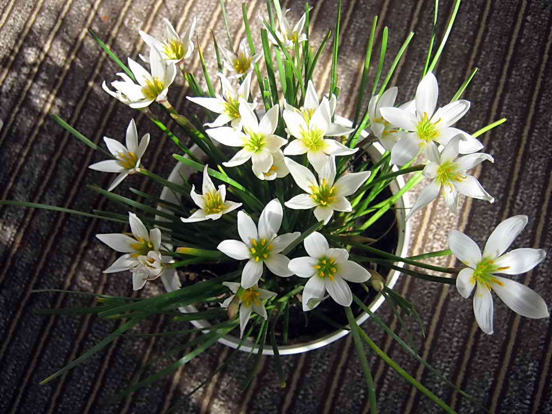 Зефирантес — комнатный цветок. Посадка, уход и размножение семенами 