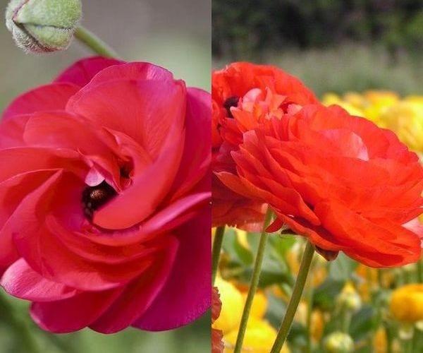 Разноцветни и ярки "жаба" – цветя, градински лютика