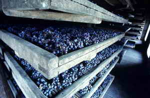 Събиране и съхранение на грозде