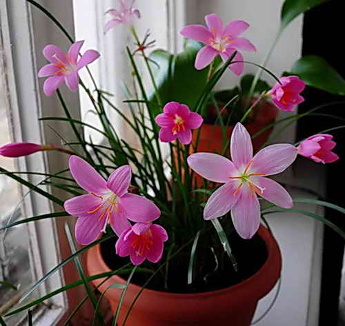 Зефирантес — комнатный цветок. Посадка, уход и размножение семенами 
