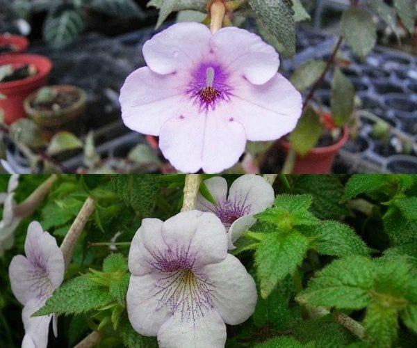 Невероятно цвете ахименес — чудо в домашни условия