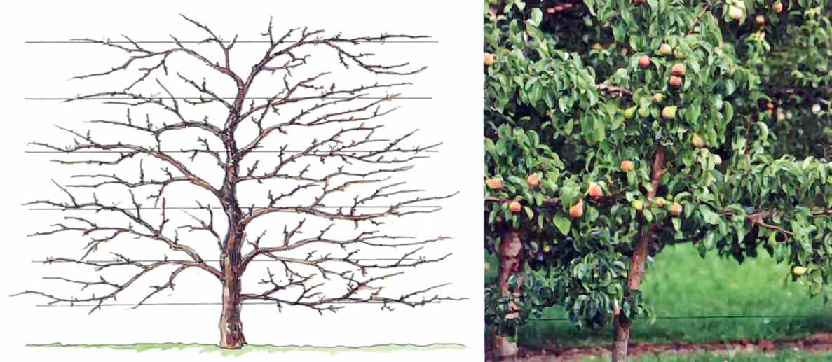 Гоблен жив плет от овощни дървета: формиране и резитба