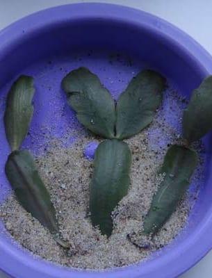 Вегетативно размножаване на кактуси в домашни условия