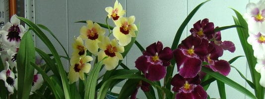 Orchid мильтония: снимка, описание на видове и грижи