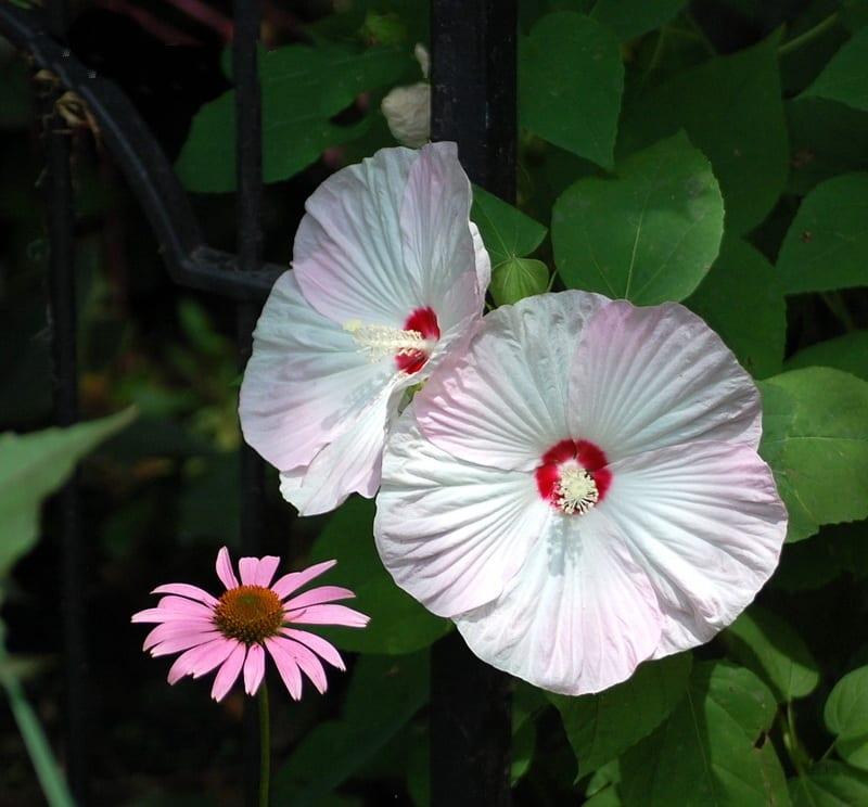 Тревисто цвете хибискус – екзотика в градината. Снимка