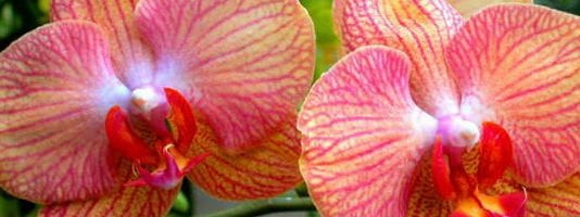 Термофилни видове орхидеи