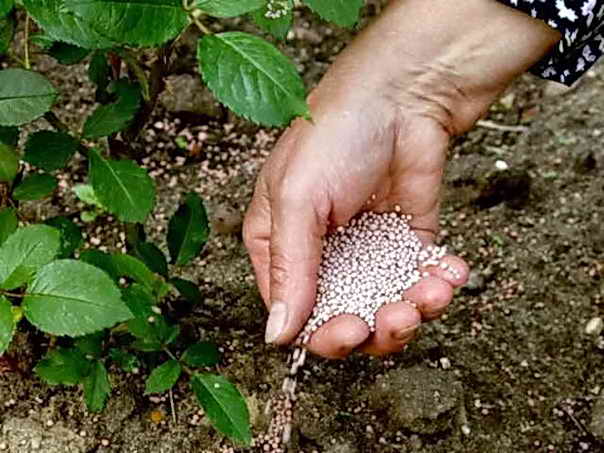Като се използва карбамид в градината и каква е ползата от нея