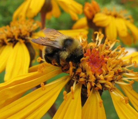 Пчеларството от затворен терен