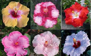 Тревисто цвете хибискус – екзотика в градината. Снимка