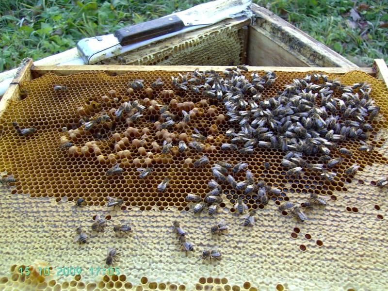 Как да пестим храна за пчели