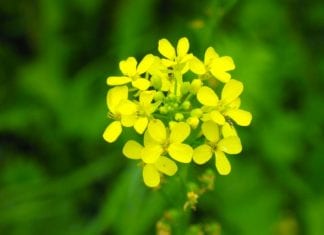 Ползата от засяването на зелено торене през есента