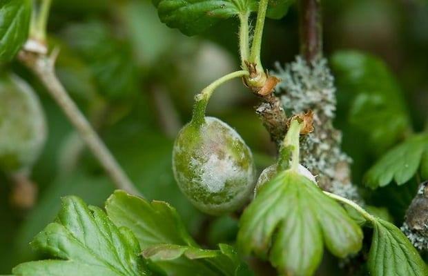 Болести и неприятели цариградско грозде: описание и мерки за борба