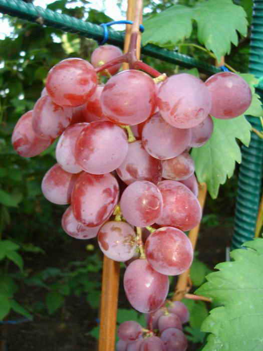 Грижа за саженцем грозде в първите години на живота