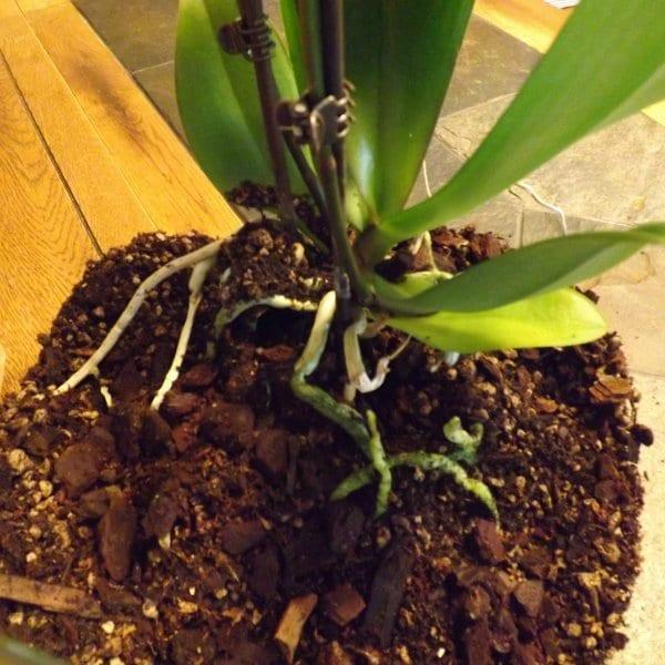Правилната трансплантация на орхидея phalaenopsis и последващите грижи