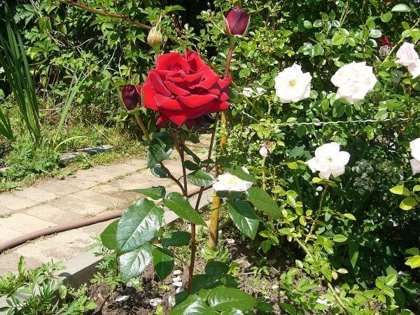 Как правилно да се режат розите? Как да запазите отрязаните рози?